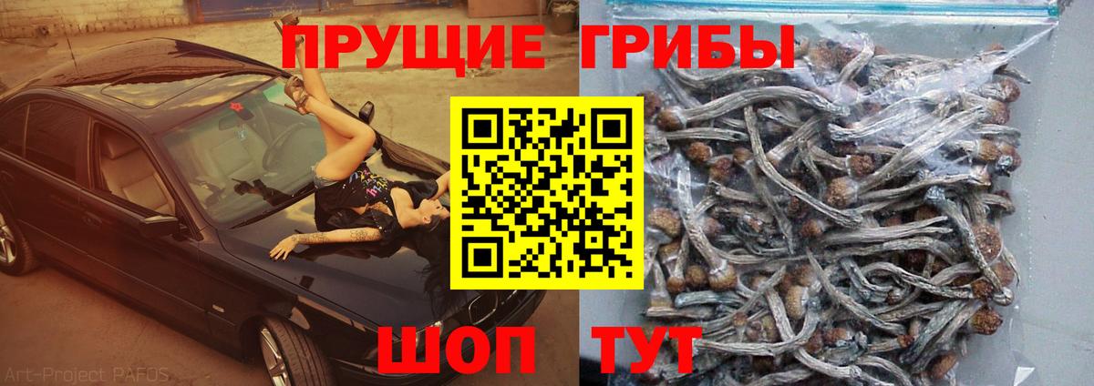 где продают   Псилоцибиновые грибы мицелий  Вход с VPN  Псилоцибиновые грибы мицелий  Нижнеудинск 